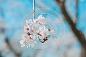 Beautiful cherry blossom sakura in spring time in Japan