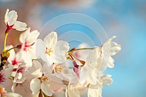 Beautiful cherry blossom or sakura in spring time ,Japan