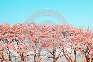 Beautiful cherry blossom or sakura in spring time ,Japan