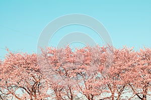 Beautiful cherry blossom or sakura in spring time ,Japan