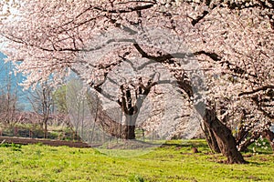 Beautiful cherry blossom or sakura in spring time in Japan