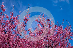 Beautiful cherry blossom sakura in spring time over the blue sky
