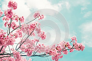 Beautiful cherry blossom sakura in spring time over blue sky.