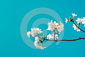 Beautiful cherry blossom sakura in spring time over blue sky.