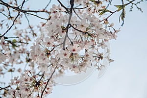 Beautiful cherry blossom sakura in spring time over blue sky.