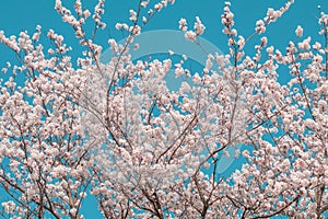 Beautiful cherry blossom sakura in spring time with sky background in Japan