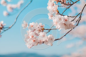 Beautiful cherry blossom sakura in spring time with sky background in Japan