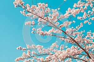Beautiful cherry blossom sakura in spring time with sky background in Japan