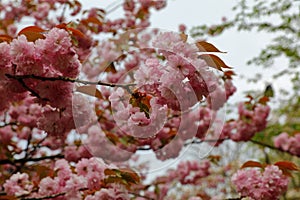 Beautiful cherry blossom sakura in spring time, vivid pink cherry blossom flowers in raining day.