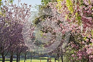 Beautiful cherry blossom at Schabarum Regional Park