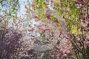 Beautiful cherry blossom at Schabarum Regional Park