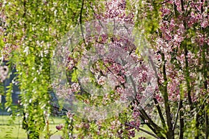 Beautiful cherry blossom at Schabarum Regional Park