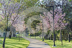 Beautiful cherry blossom at Schabarum Regional Park