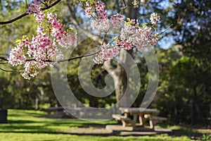 Beautiful cherry blossom at Schabarum Regional Park