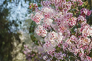 Beautiful cherry blossom at Schabarum Regional Park