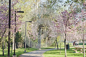 Beautiful cherry blossom at Schabarum Regional Park