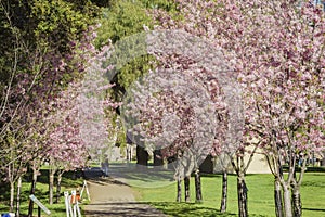 Beautiful cherry blossom at Schabarum Regional Park