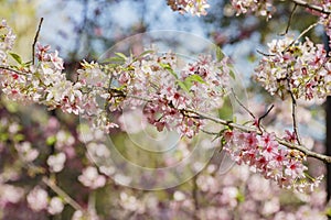 Beautiful cherry blossom at Schabarum Regional Park