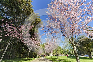 Beautiful cherry blossom at Schabarum Regional Park