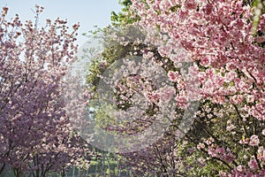 Beautiful cherry blossom at Schabarum Regional Park