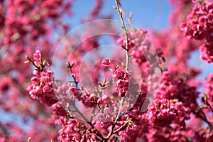 Beautiful Cherry Blossom on sunshine day in Alishan National Park,Taiwan.