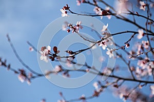 Beautiful cherry blossom tree branches and blue sky