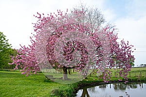 Beautiful cherry blossom tree, prunus in springtime