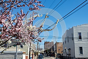 Beautiful Cherry Blossom Tree during Spring in Astoria Queens New York with Residential Buildings