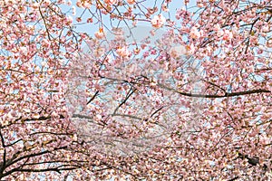 Beautiful cherry blossom trees o r sakura blooming spring day