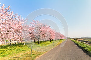 Beautiful cherry blossom trees or sakura blooming beside the country road