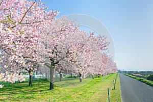 Beautiful cherry blossom trees or sakura blooming beside the country road in spring day.