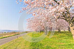 Beautiful cherry blossom trees or sakura blooming beside the country road in spring day.