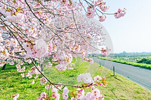 Beautiful cherry blossom trees , sakura blooming beside the country road in spring day