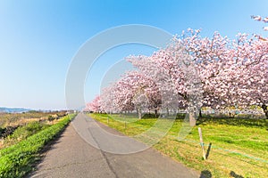 Beautiful cherry blossom trees or sakura blooming beside the country road in spring day