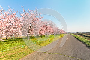 Beautiful cherry blossom trees or sakura blooming beside the country road in spring day,Japan