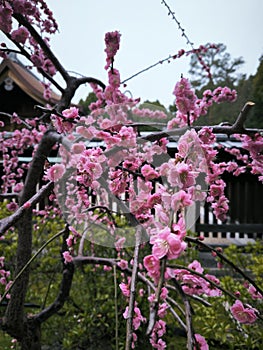 Beautiful cherry blossom uplift my soul and fills my heart with happiness