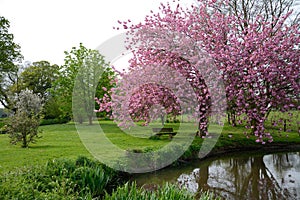 Beautiful cherry blossom by village pond