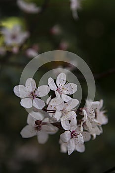 Beautiful cherry blossomflowers in spring time. Dark background. Spring background