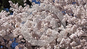 Beautiful Cherry Blossoms