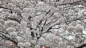 Beautiful cherry blossoms that bloom from February to April every year in Japan.