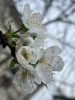 Beautiful cherry blossoms on a blur background. Preservation of ecology.