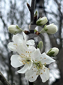 Beautiful cherry blossoms on a blur background. Preservation of ecology.