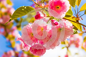 Beautiful Cherry blossoms branch. Many delicate pink cherry Blossoms. Abstract natural background. Spring