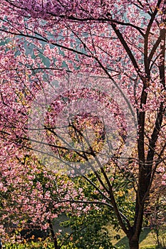 Beautiful Cherry blossoms in Chiangmai, Thailand