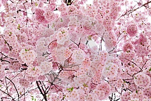 Beautiful cherry blossoms filling the frame