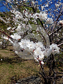 Beautiful cherry blossoms on a fine may day