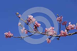 Beautiful cherry blossoms in Japan