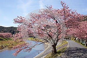 Beautiful cherry blossoms in Japan