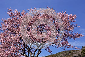 Beautiful cherry blossoms in Japan