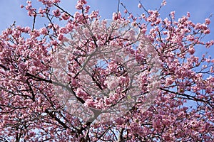 Beautiful cherry blossoms in Japan